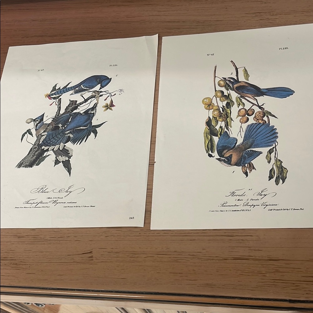 2 Sheets of Audubon Vntg Plates: Blue Jay & Florida Jay (4 plates total)